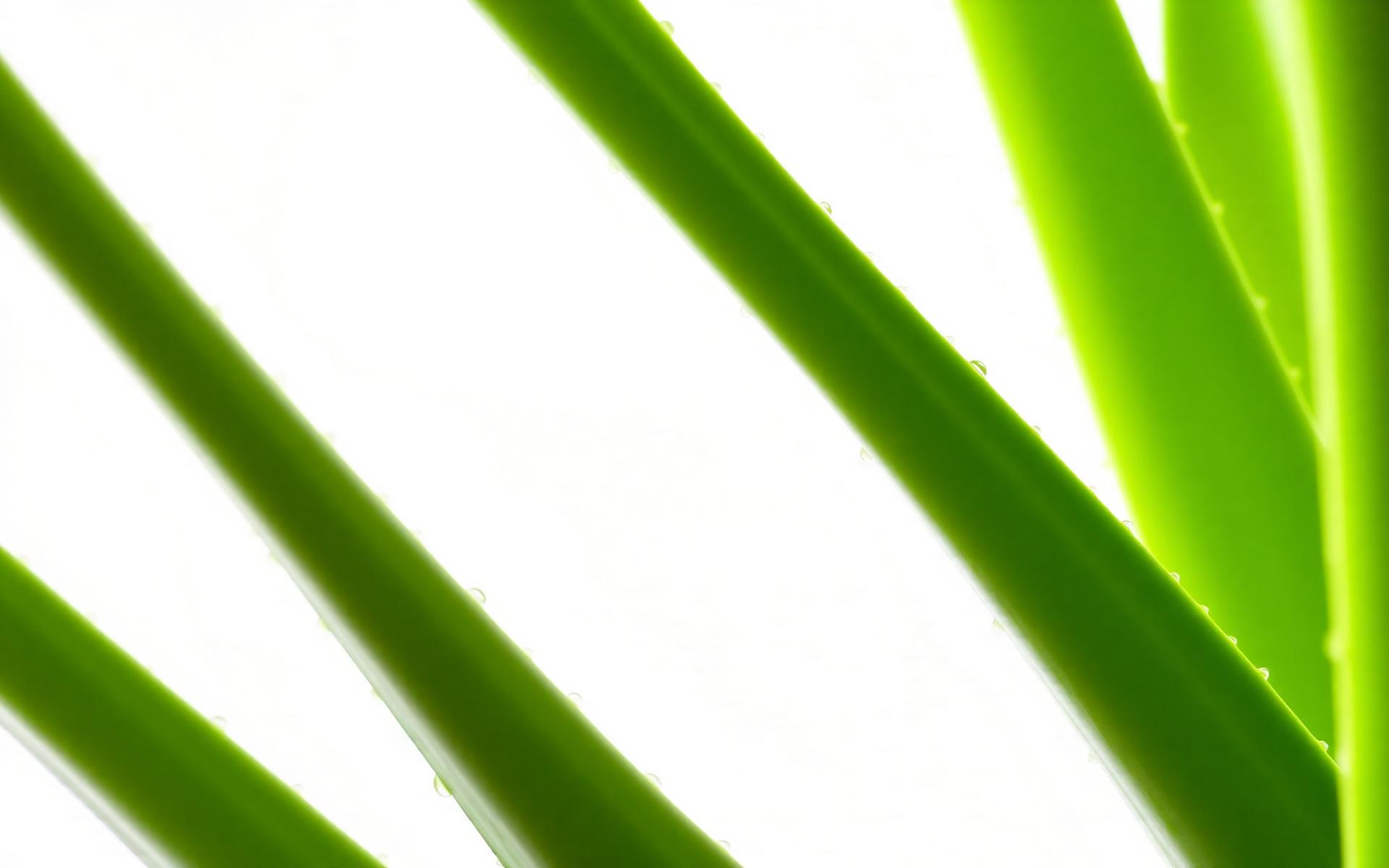 Aloe Vera Blätter